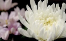 お別れ花
